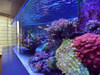Using Acrylic To Build Aquariums & Fish Tanks by the Leyu factory - Leyu