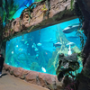 Leyu is a professional factory can custom acrylic aquarium panels of any size - Leyu 