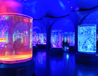 Acrylic Aquarium
