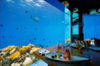 Acrylic Aquariums: Stronger, Lighter, and More Durable - Leyu