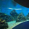 This is how the massive acrylic aquarium windows are made - Leyu Acrylic Sheet Products Factory
