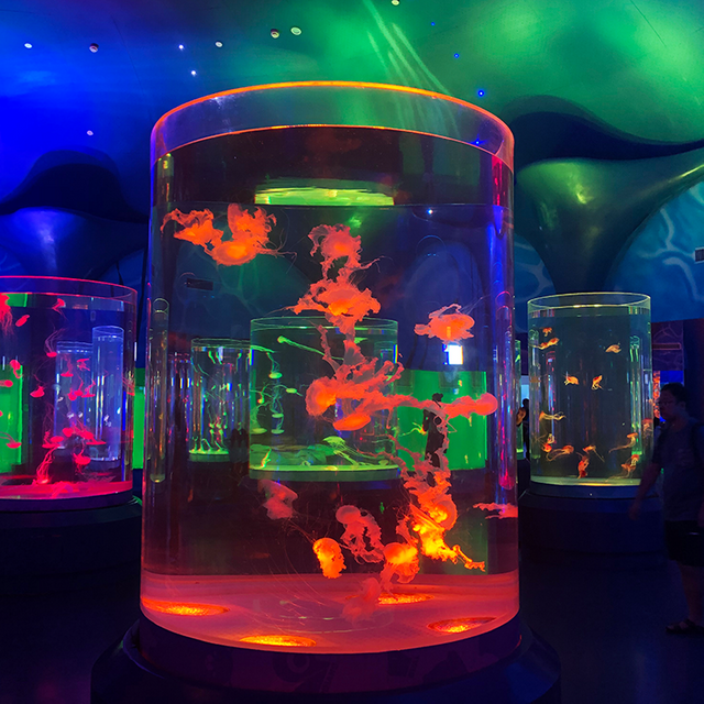 Custom Acrylic Transparent Cylinder Aquarium - LEYU