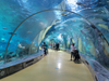 Fish Tunnel For Aquarium - Leyu Acrylic Sheet Products Factory
