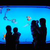 Aqualife Aquarium Leyu Acrylic Aquarium Factory Acrylic Aquarium - Leyu