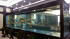 What is the best to Custom a seaclear acrylic aquarium - Leyu 