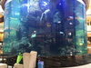 How To Clean A Acrylic Fish Tank Aquarium-Leyu Acrylic Sheet Products Factory