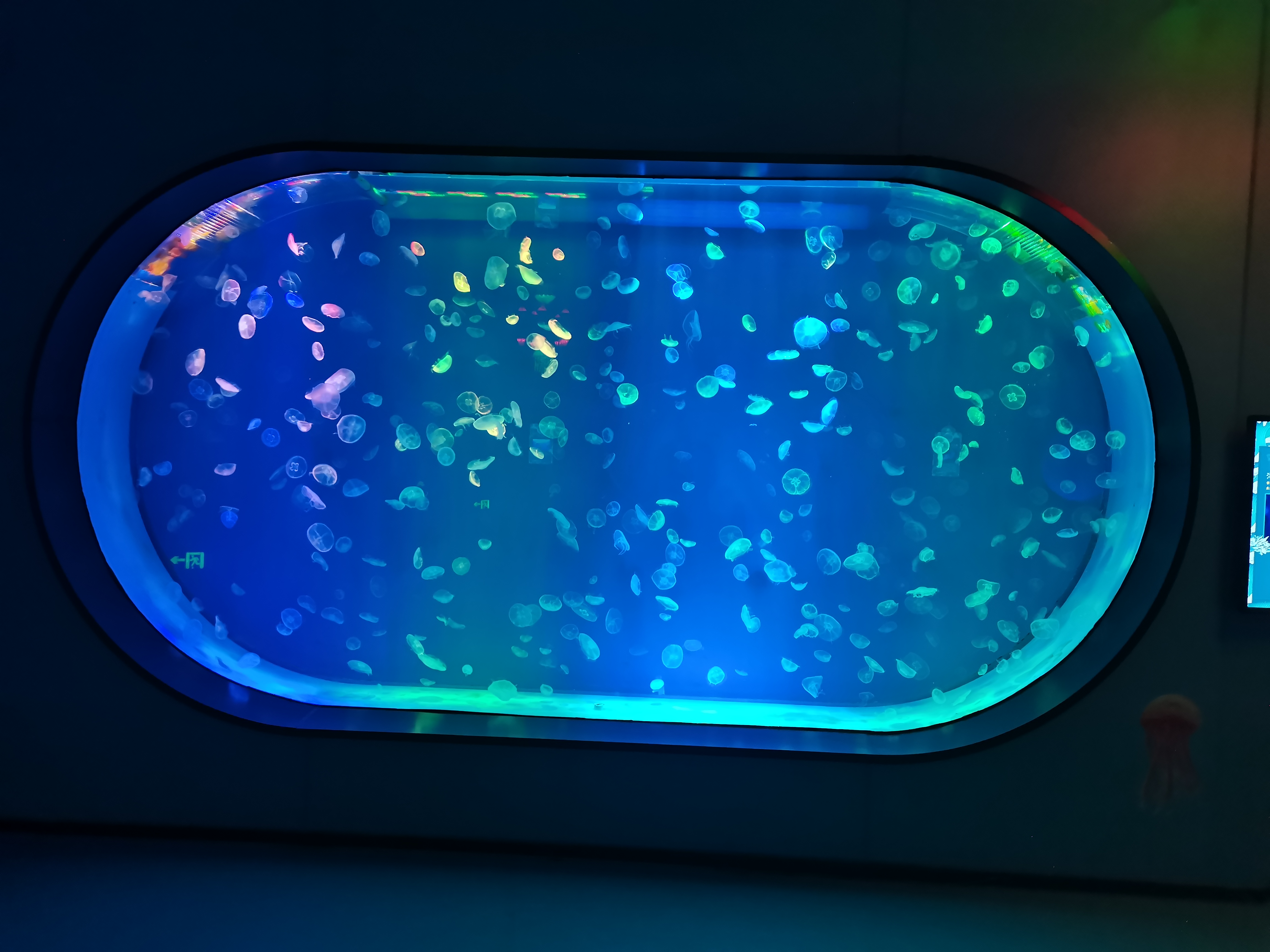Using Acrylic To custom Aquariums & Fish Tanks - LEYU