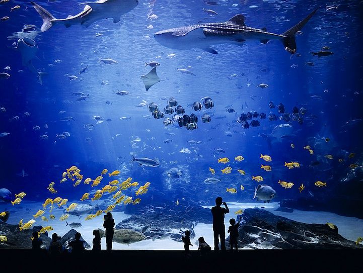 Precautions for acrylic aquarium projects