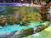 Aqualife Aquarium constructed by Leyu Acrylic Aquarium Factory - Leyu