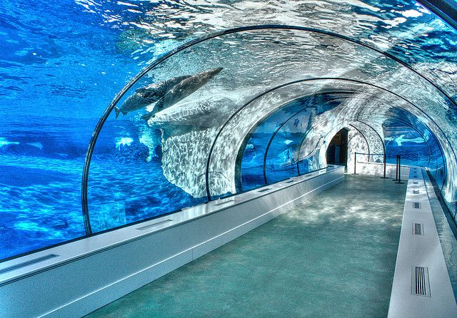 What is an underwater aquarium tunnel - LEYU