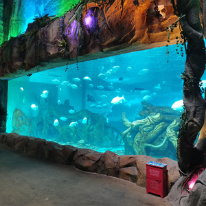 Leyu acrylic can provide Aquaria ,Zoos and acrylic window for aquariums - Leyu Acrylic Sheet Products Factory