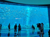 Acrylic Aquariums: Stronger, Lighter, and More Durable - Leyu