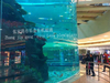 Large aquarium acrylic cylindrical fish tank production and installation - LEYU