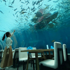 How many Marine parks in the world are public aquariums Acrylic Aquarium - Leyu