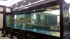 Which is the best Acrylic Aquarium Fish Tank in 2024 LEYU Acrylic Fish Tank Factory will answer your questions - LEYU