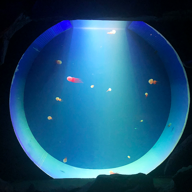 Jellyfish Aquarium Tank &nbsp;discovery Freshwater Jellyfish Aquarium - leyu
